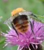 Bombus pascuorum